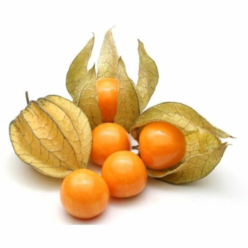 physalis-bio